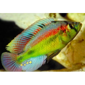 Haplochromis Aeneocolor 4-5cm